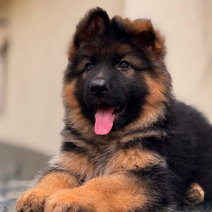 German Shepherd